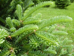 Balsam needles