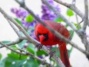 Cardinal