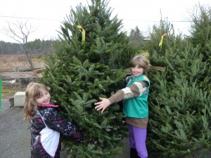 Choosing a tree