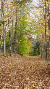 Fall forest path