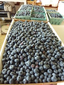 Kenburn Orchards Blueberry harvest