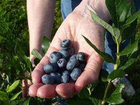 Kenburn Orchards PYO blueberries