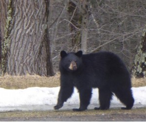 Kenburn Orchards Spring Bear