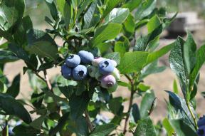 King berries at Kenburn Orchards