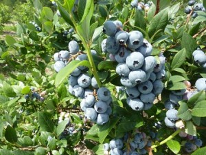 Late Kenburn Orchards bluberries 2014