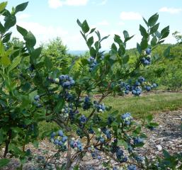 Ripening blueberries at Kenburn Orchards