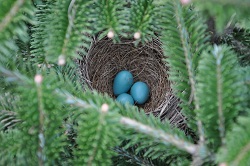 Robins egg blue at Kenburn Orchards