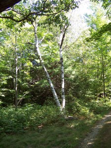 birch on path