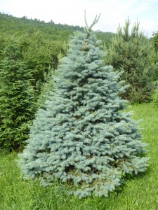 blue spruce