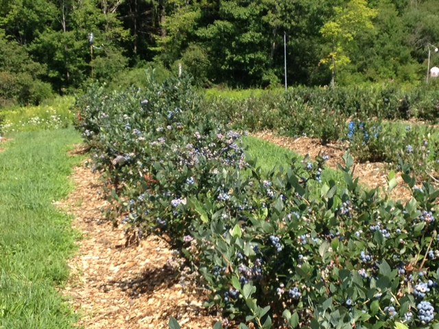 jersey blueberry bush high