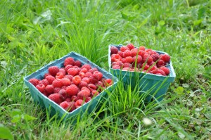 raspberry baskets