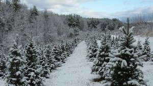 silent winter rows