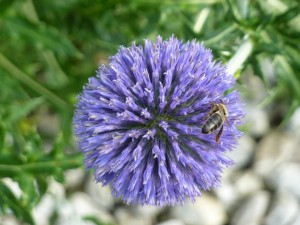 thistle bee