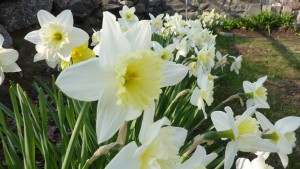 white daffodil