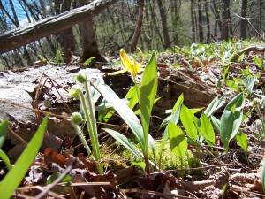 wood lily