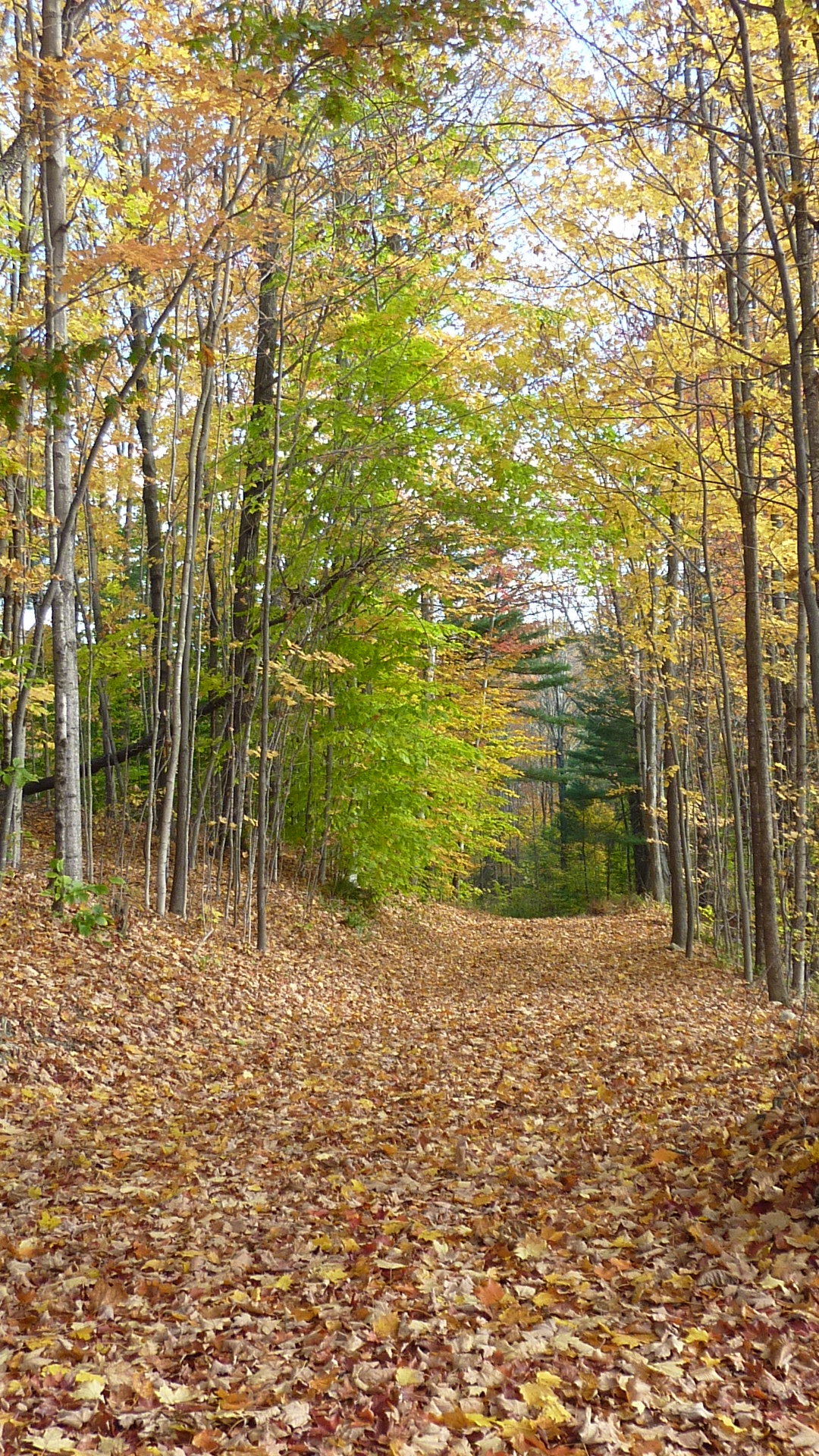 Fall forest path | Kenburn Orchards