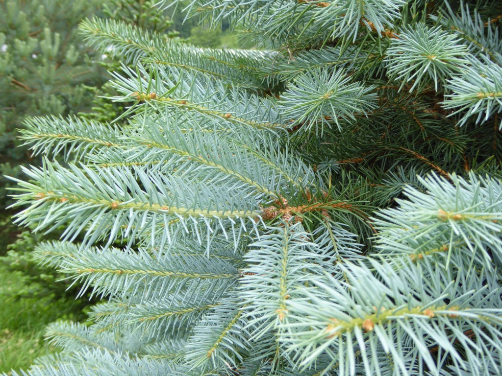 Blue Spruce Needles 