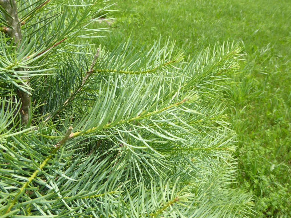 concolor needles | Kenburn Orchards