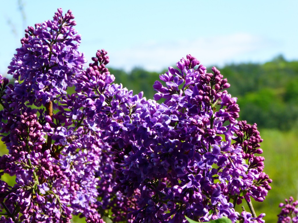 deep purple lilac Kenburn Orchards