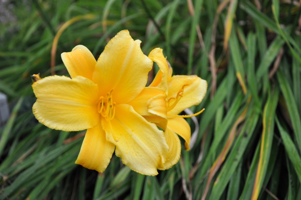 tiger lily - Kenburn Orchards